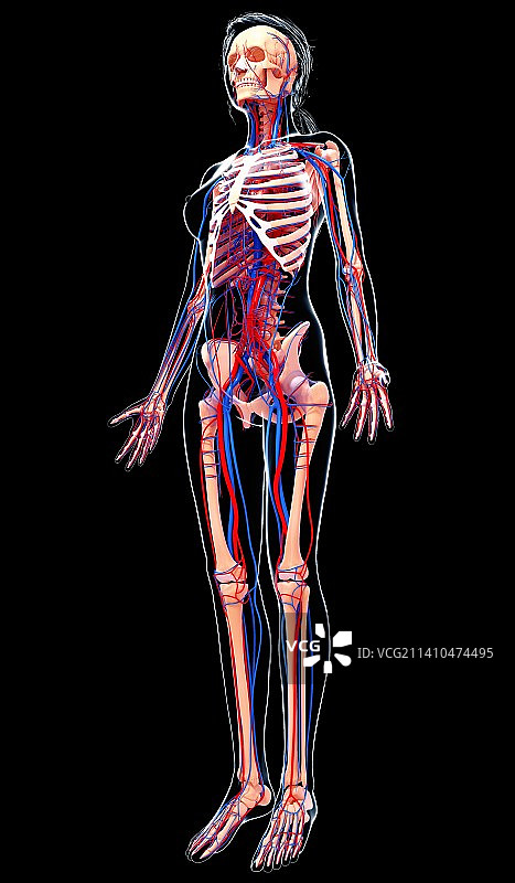 女性心血管系统，艺术品图片素材