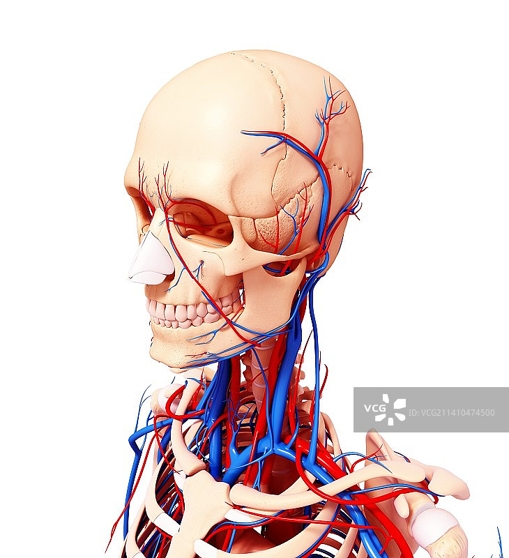 人类心血管系统，艺术品图片素材