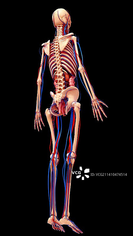 女性解剖学、艺术品图片素材