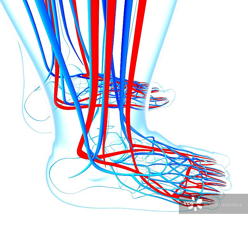 人类足部心血管系统，艺术作品图片素材