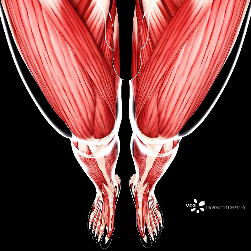 人类腿部肌肉组织，艺术品图片素材