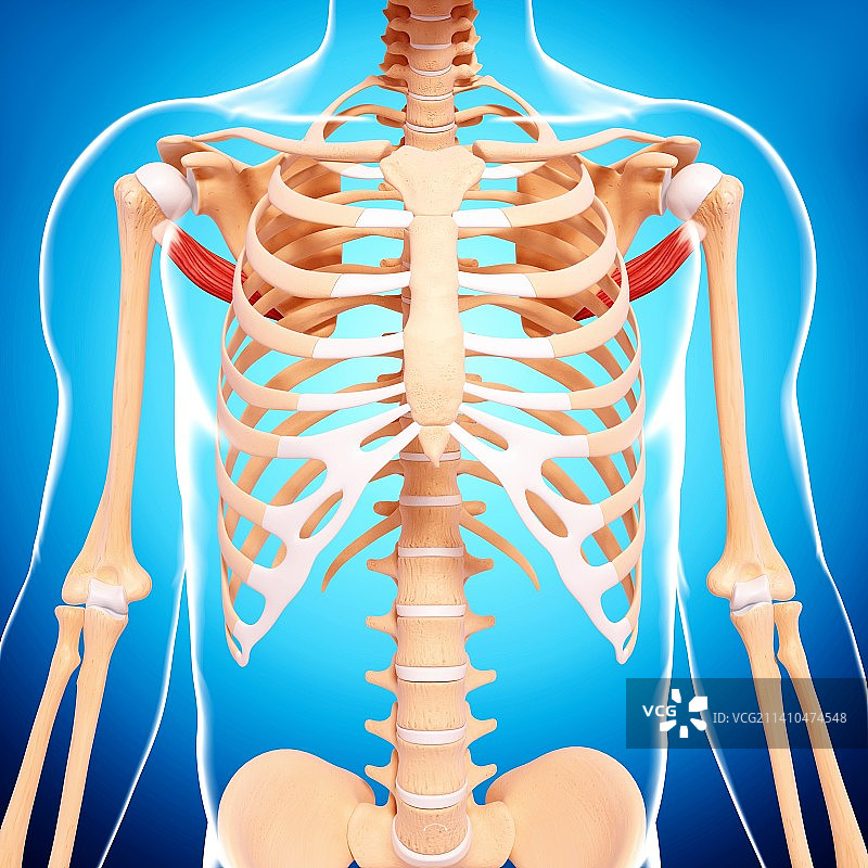 人类肩部肌肉结构艺术图片素材