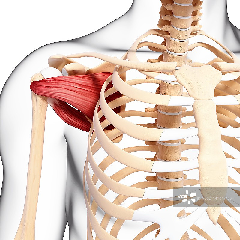 人类肩部肌肉结构艺术图片素材