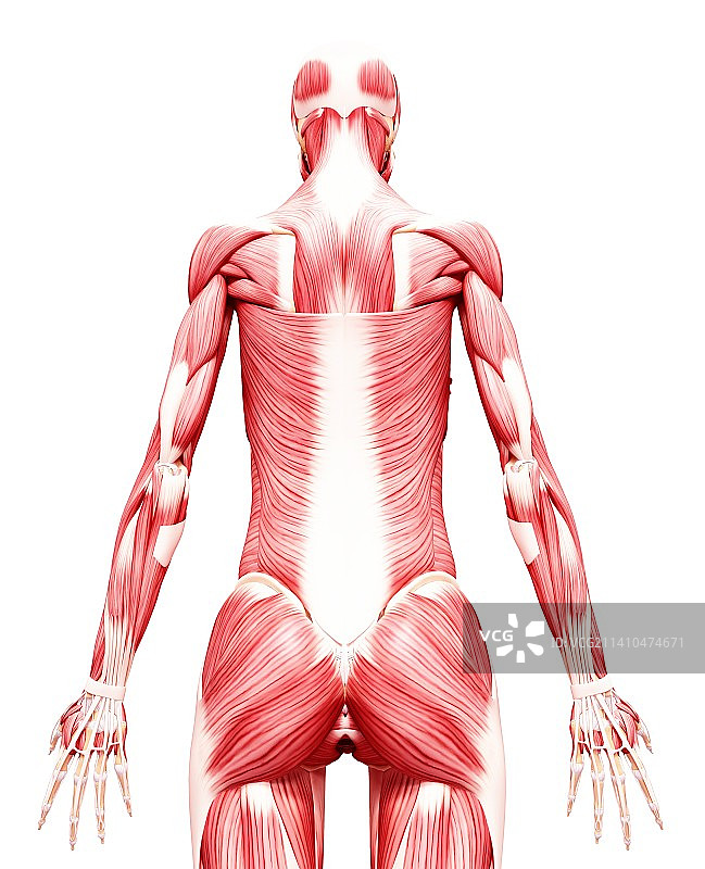 人类肌肉组织，艺术品图片素材