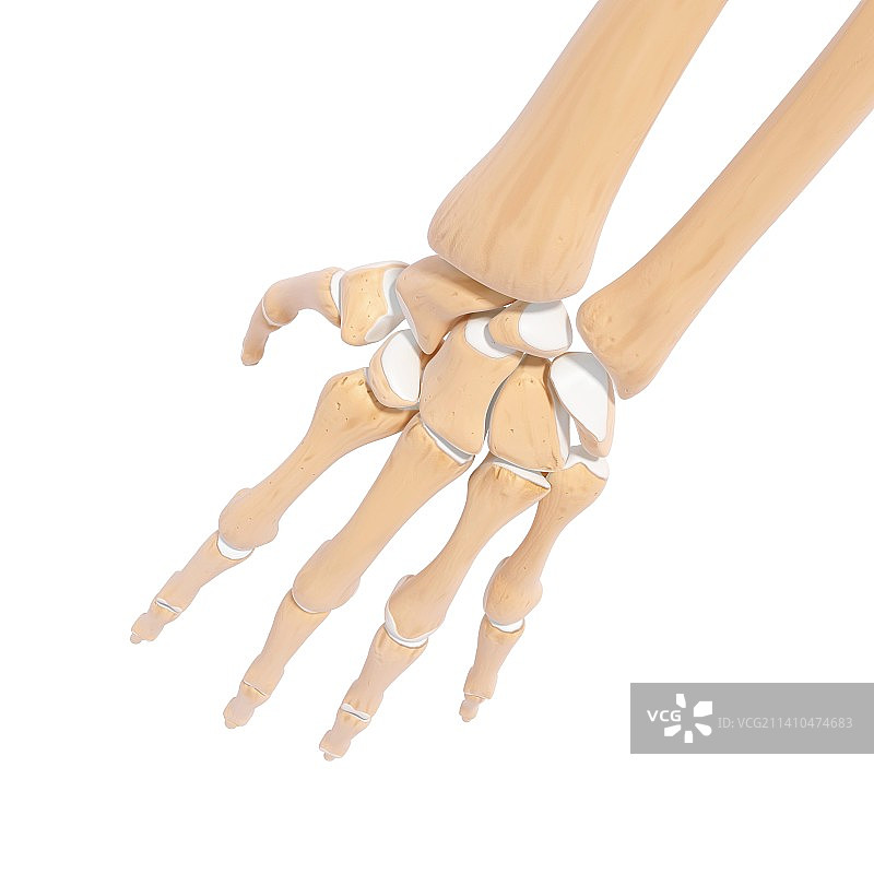 人体手部骨骼艺术图片素材
