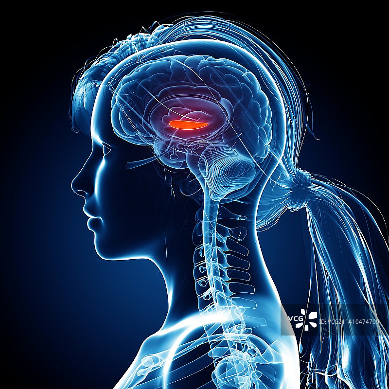 女性大脑艺术作品图片素材