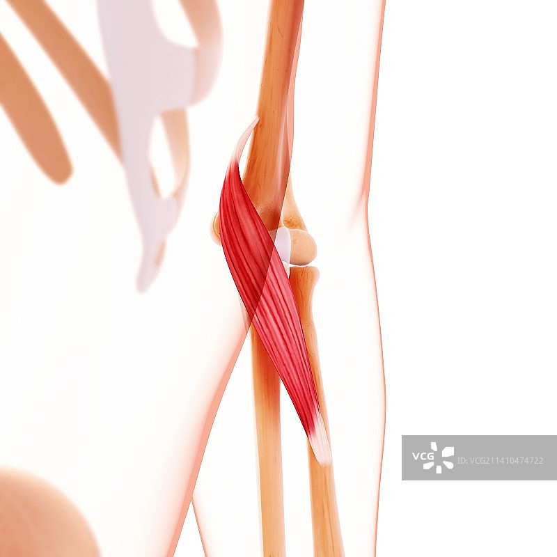 人手臂肌肉组织，艺术作品图片素材