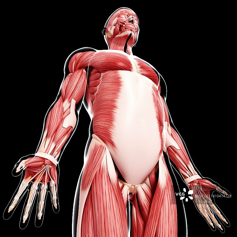 人类肌肉组织，艺术品图片素材