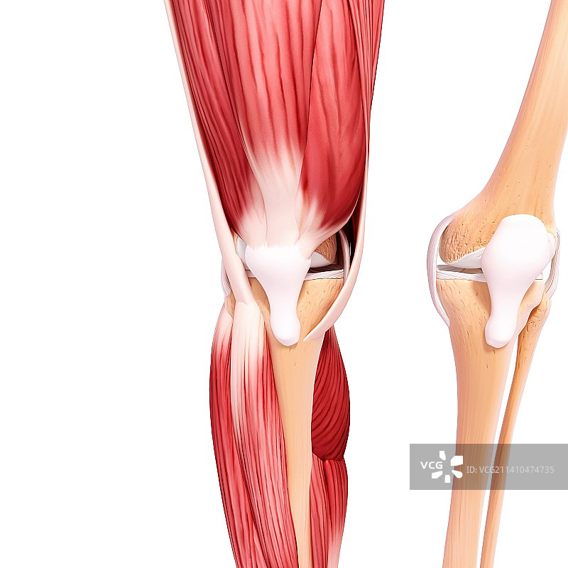 人类腿部肌肉组织，艺术品图片素材