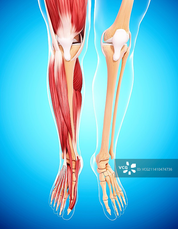 人类腿部肌肉组织，艺术品图片素材