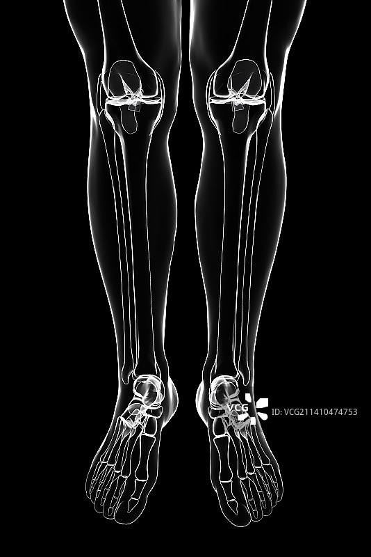 人类腿骨艺术图图片素材