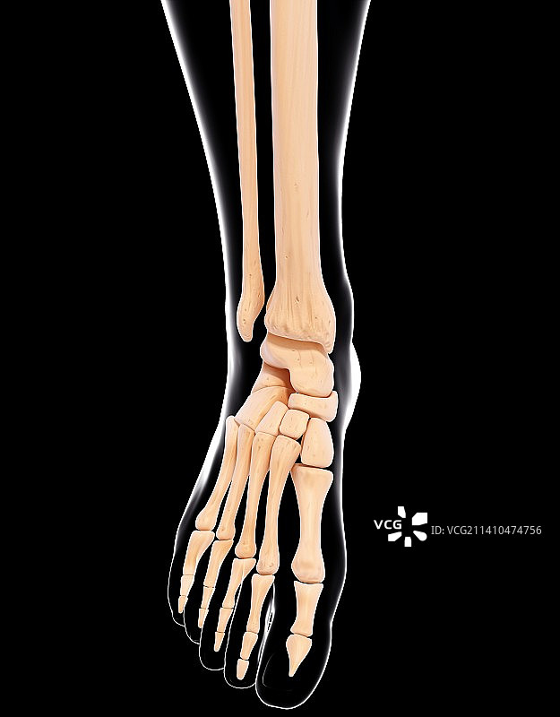 人类腿骨艺术图图片素材