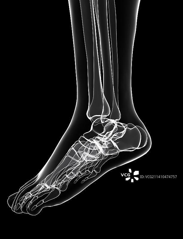 人类腿骨艺术图图片素材