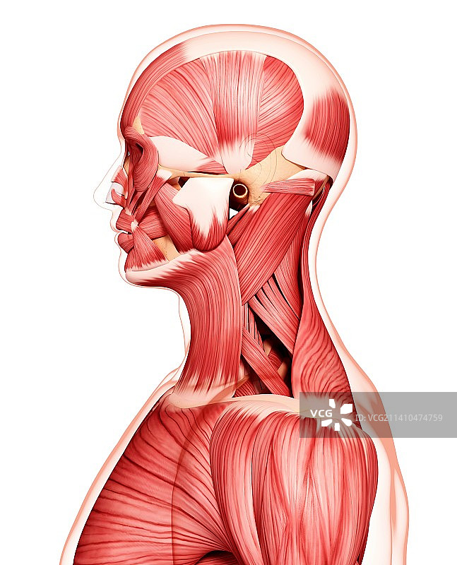 人类肌肉组织，艺术品图片素材