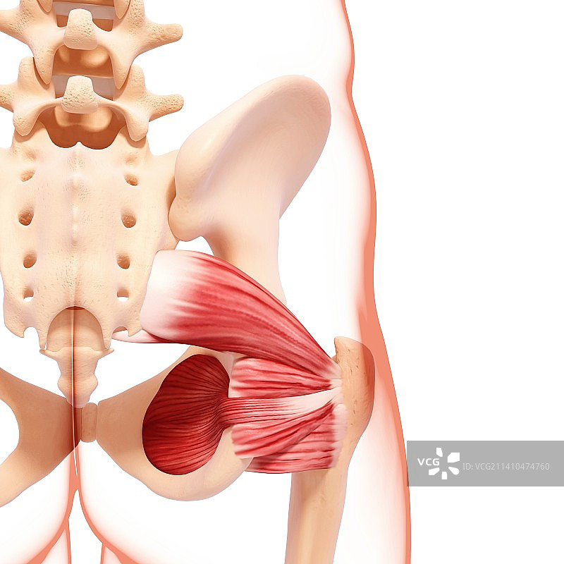 人类髋部肌肉组织图片素材