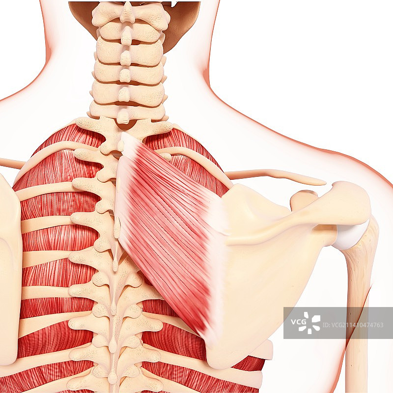 人类肌肉组织，艺术品图片素材