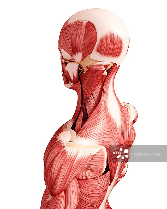 人类肌肉组织，艺术品图片素材