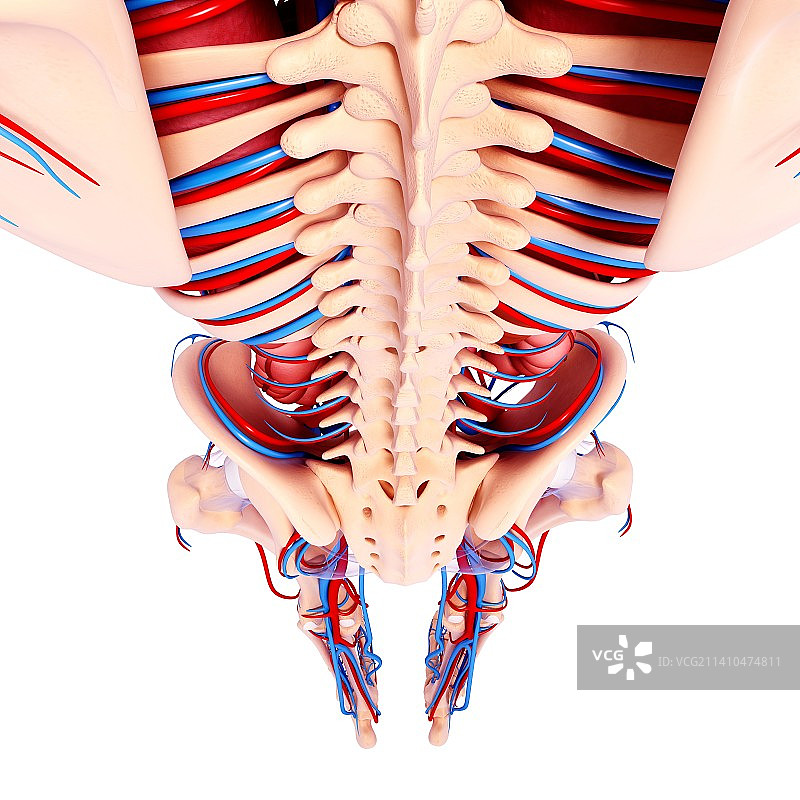 人体解剖，艺术品图片素材