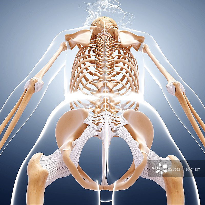 女性骨骼，艺术品图片素材