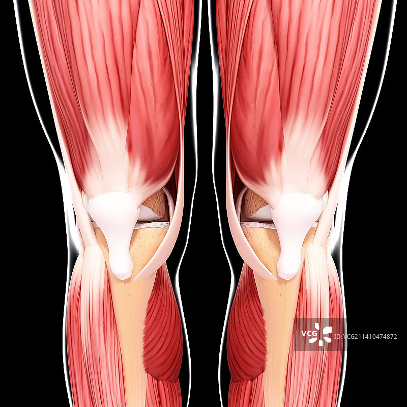 人类腿部肌肉组织，艺术品图片素材