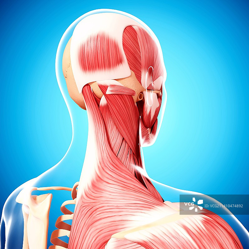 人类肌肉组织，艺术品图片素材