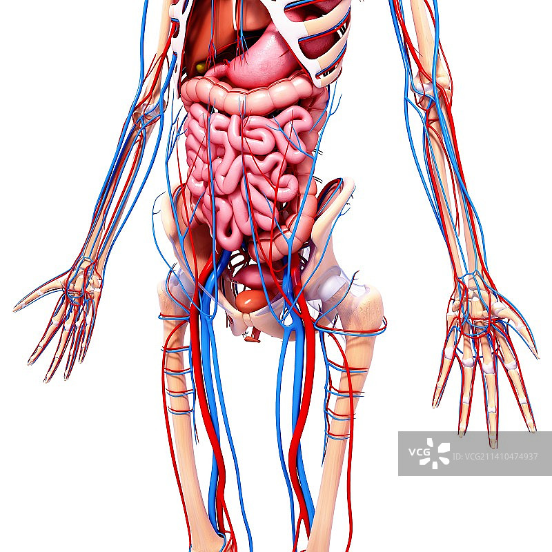 女性解剖学、艺术品图片素材