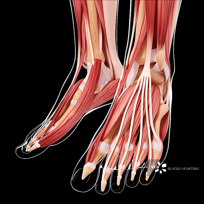 人类足部肌肉结构图图片素材