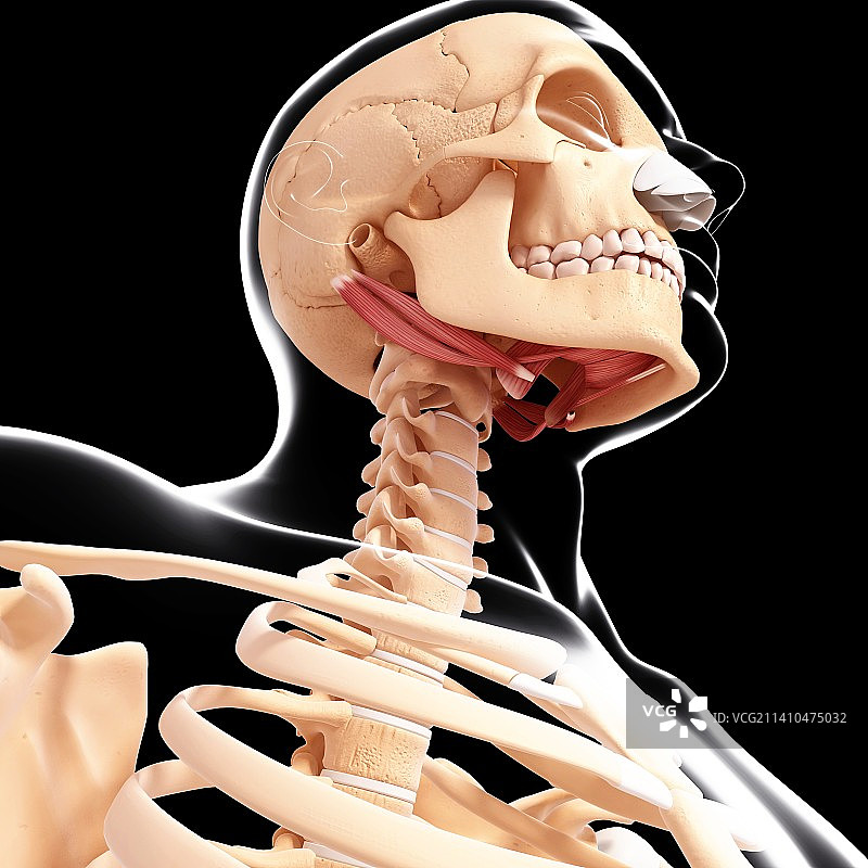 人体颈部肌肉结构艺术图图片素材