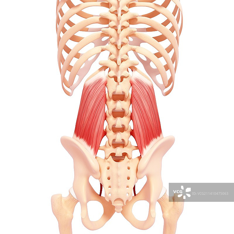 人类肌肉组织，艺术品图片素材
