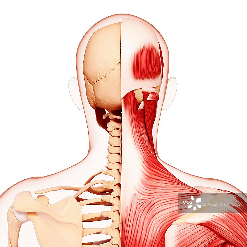 人类肌肉组织，艺术品图片素材