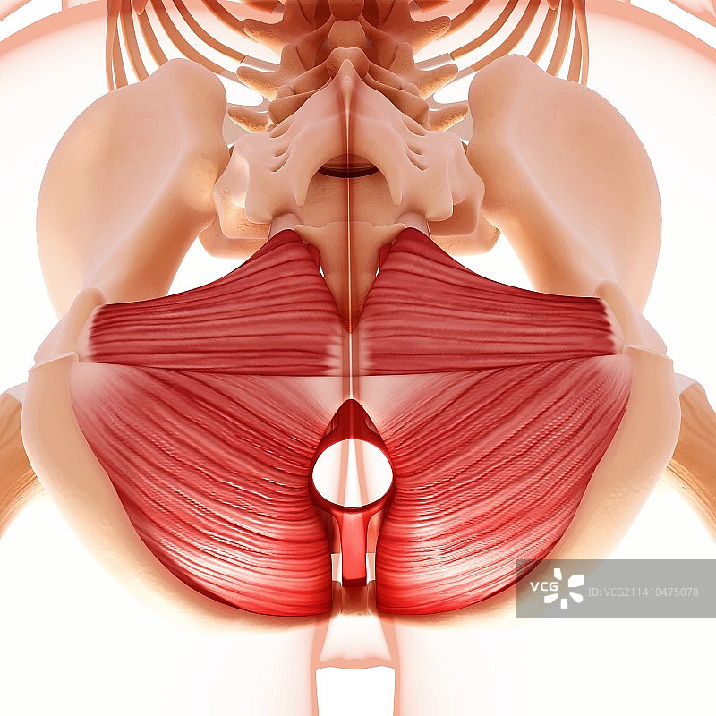 人类髋部肌肉组织图片素材