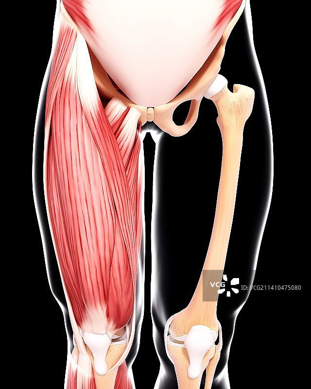 人类腿部肌肉组织，艺术品图片素材
