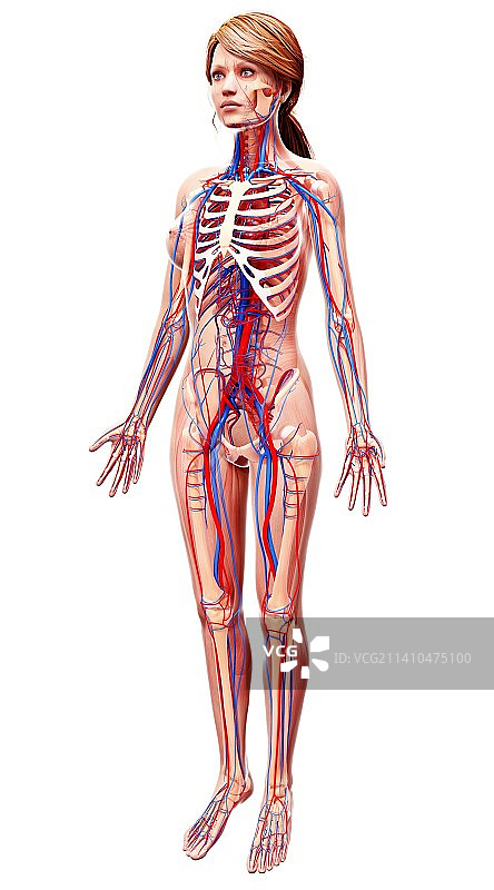 女性心血管系统，艺术品图片素材