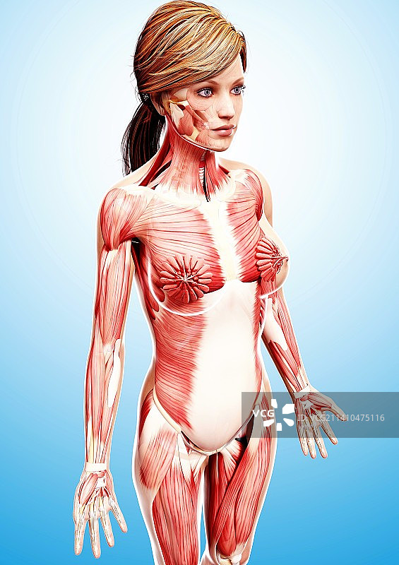 女性肌肉线条艺术作品图片素材