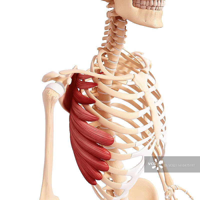 人类肌肉组织，艺术品图片素材