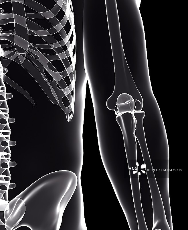 人类骨骼，艺术品图片素材