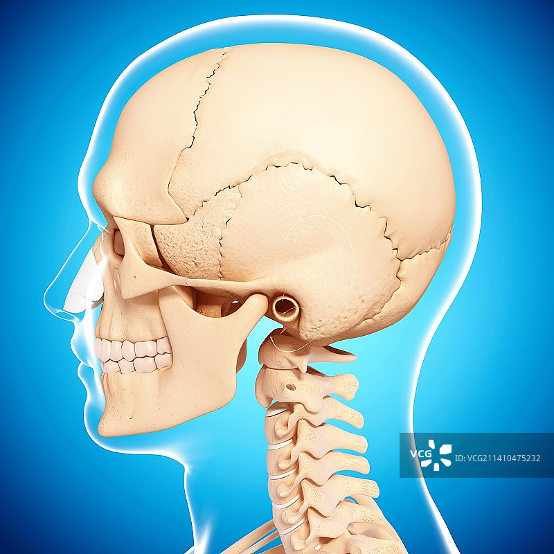 人类头骨，艺术品图片素材