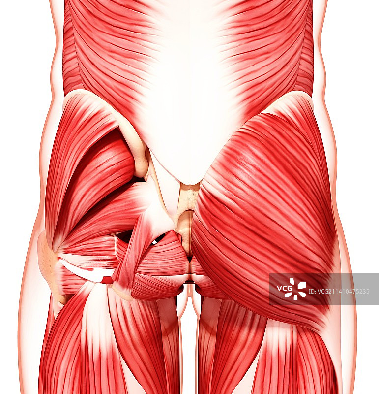 人类肌肉组织，艺术品图片素材