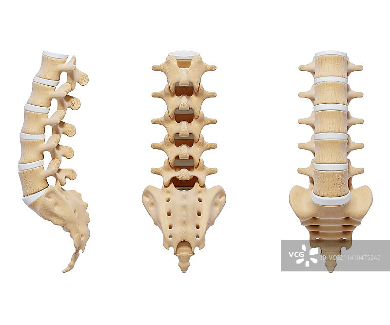 人体脊柱，艺术品图片素材