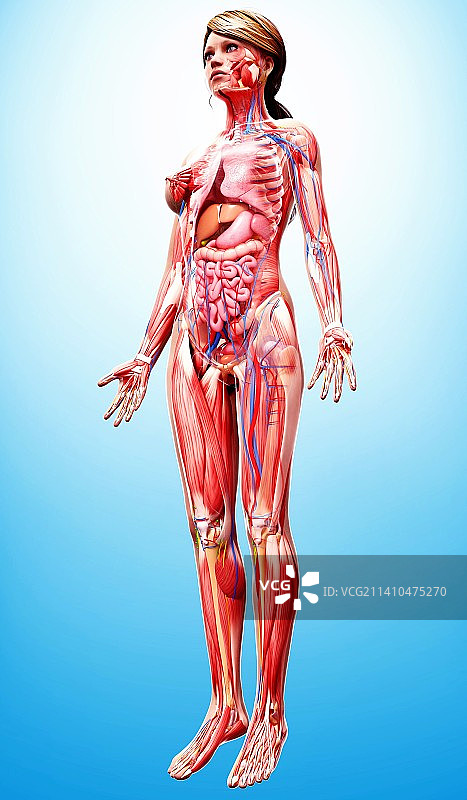 女性解剖学、艺术品图片素材