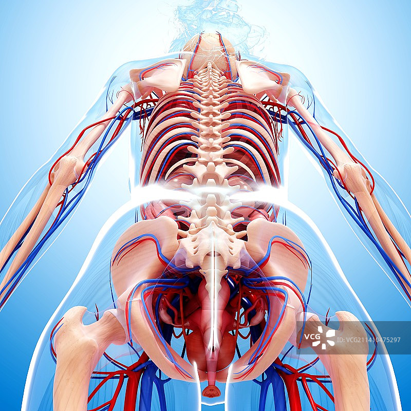 女性心血管系统，艺术品图片素材