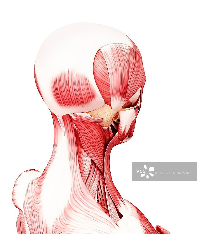 人头肌肉组织，艺术作品图片素材
