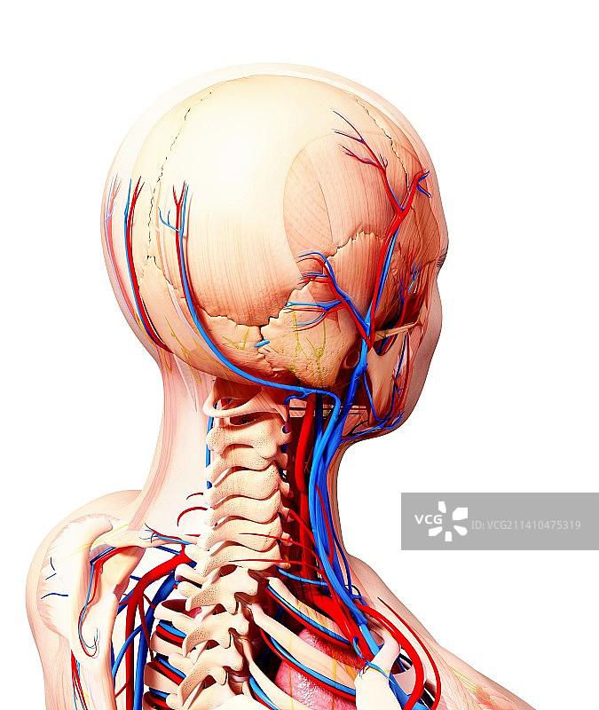 人类心血管系统，艺术品图片素材