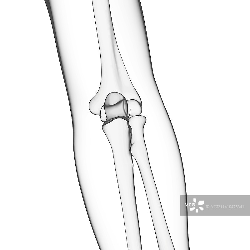 人类手臂骨骼艺术图图片素材