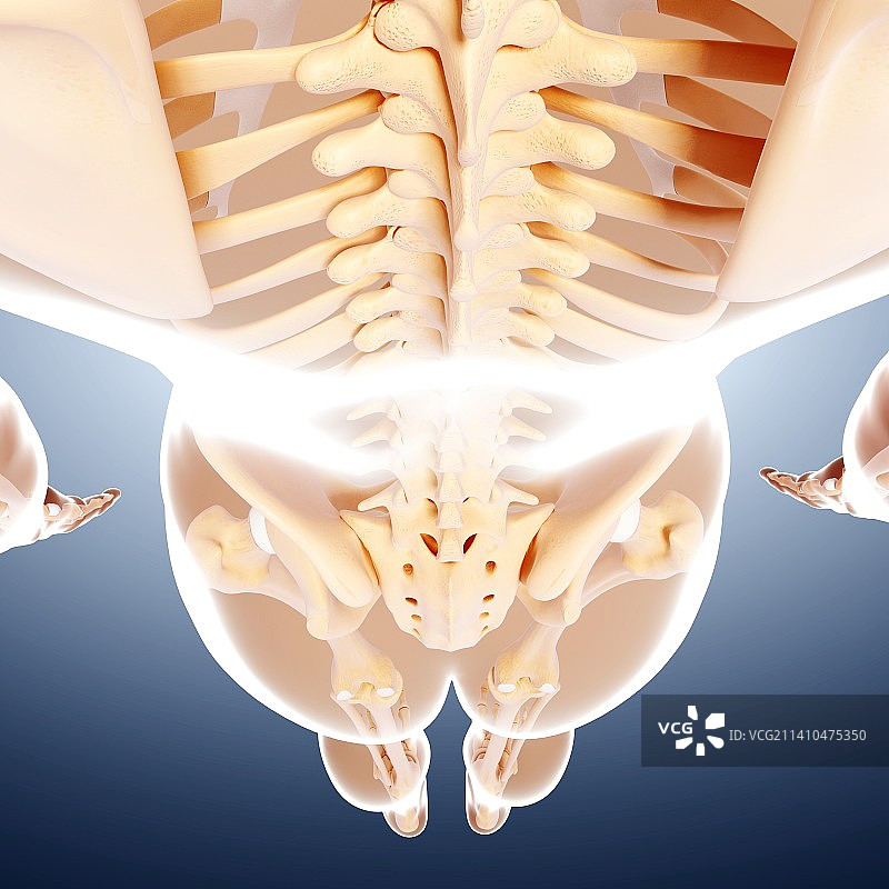 人类骨骼，艺术品图片素材