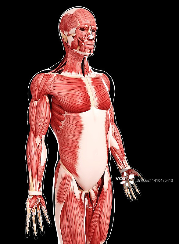 人类肌肉组织，艺术品图片素材