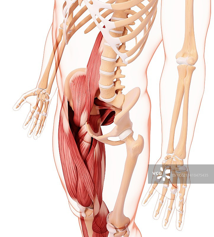 人类腿部肌肉组织，艺术品图片素材