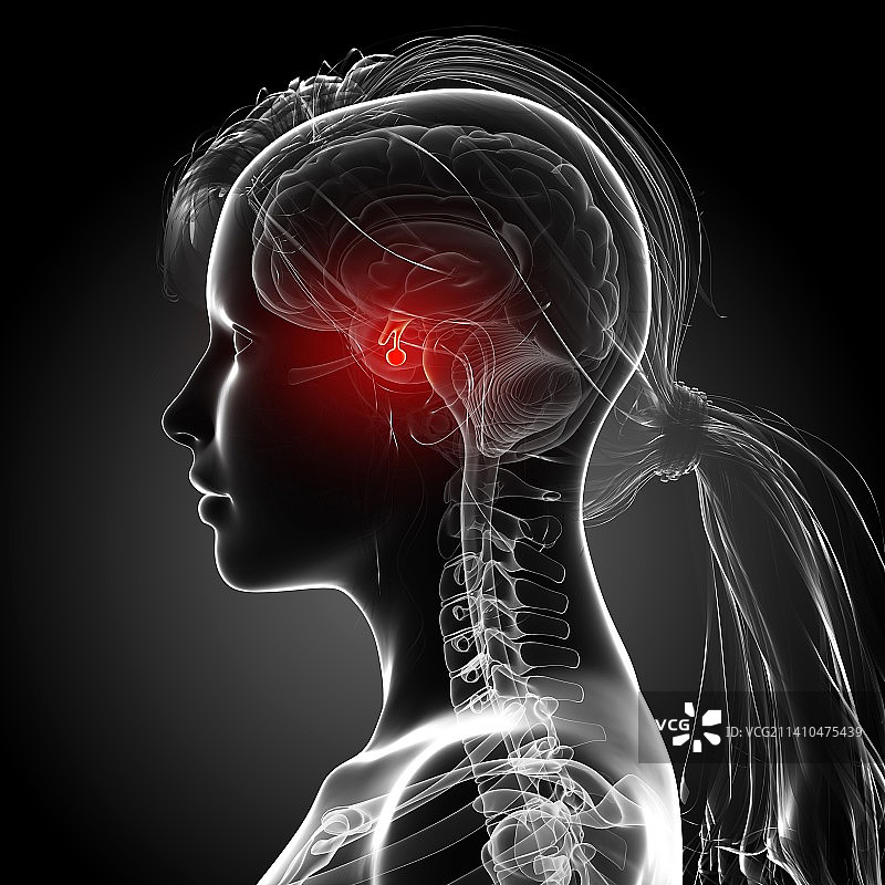 女性大脑艺术作品图片素材