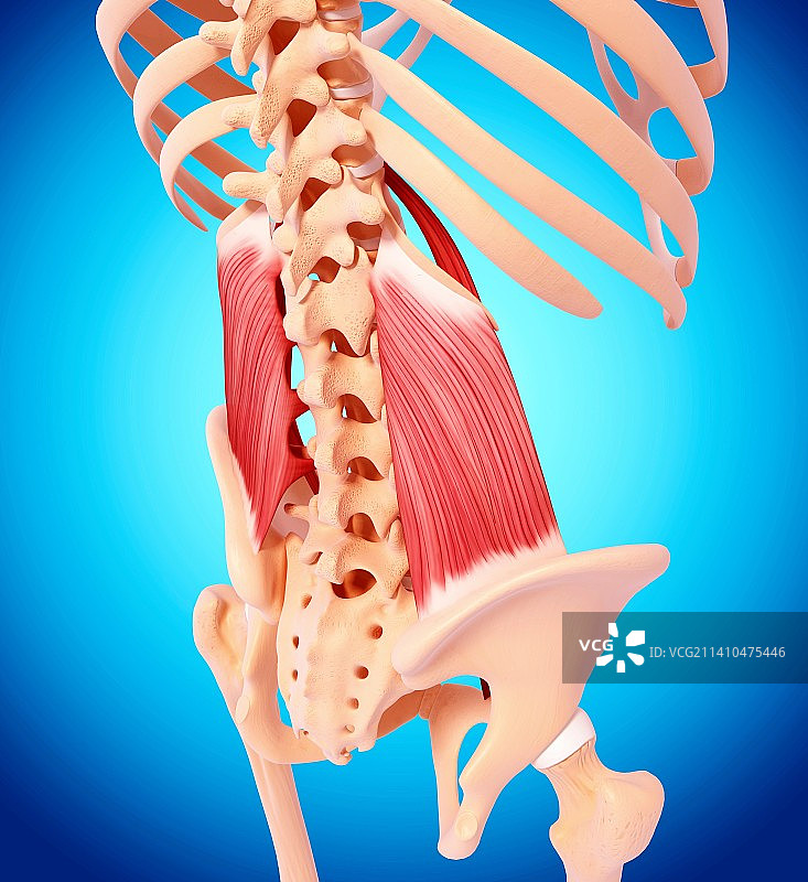 人类肌肉组织，艺术品图片素材