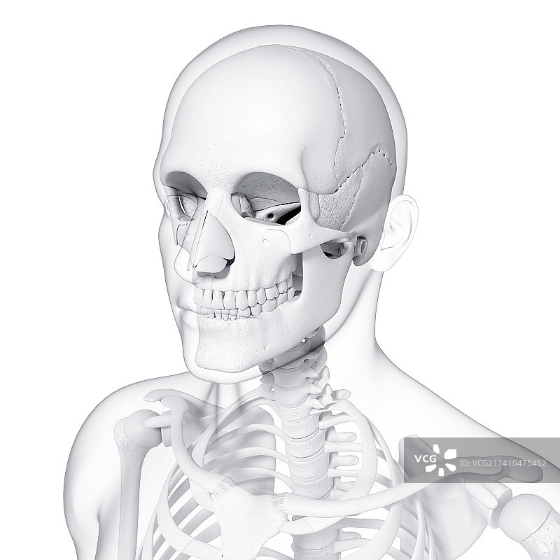 人类骨骼，艺术品图片素材